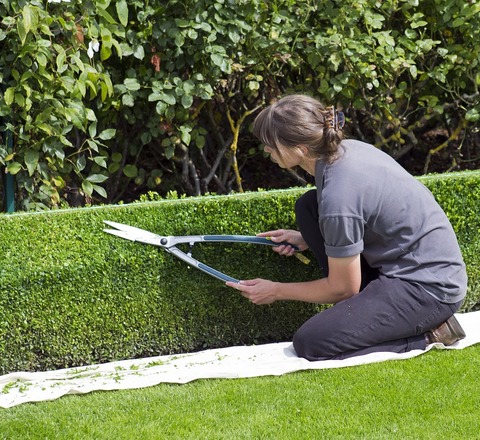 Vertical slider box hedge topiary 869073 1280